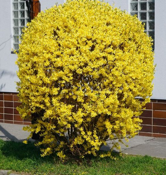 Forsythia cou `Week.End` (Forsitija)