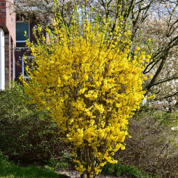 Forsythia intermedia `Goldrausch` (Forsitija)
