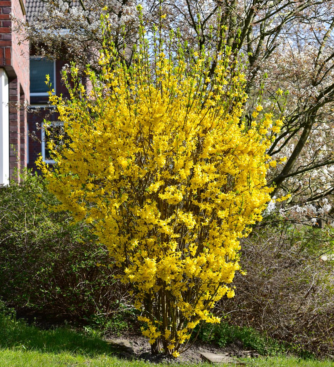 FOINGO_2.jpg Forsythia intermedia `Goldrausch` (Forsitija) - slika 1