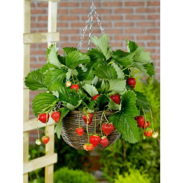 Fragaria ananassa 'Elsanta' (Jagoda mesečna)