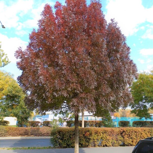 Fraxinus angustifolia 'Raywood' ( Poljski jesen)
