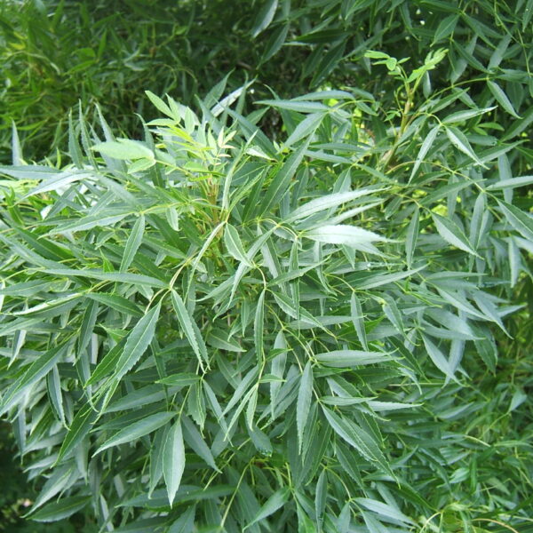 Fraxinus angustifolia (Poljski jesen)