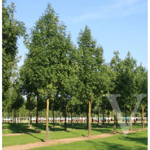 Fraxinus excelsior 'Westhof's Glorie' (Veliki/Beli jesen)