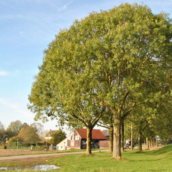 Fraxinus excelsior (Veliki/Beli jesen)