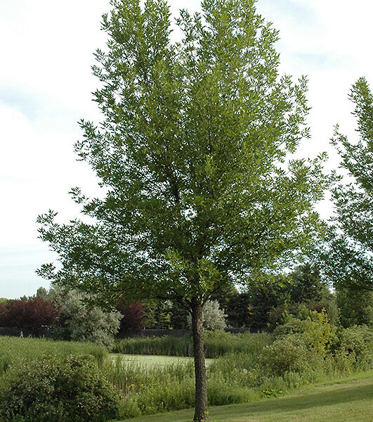 Fraxinus pennsylvanica 'Summit' (Pensilvanski jesen)