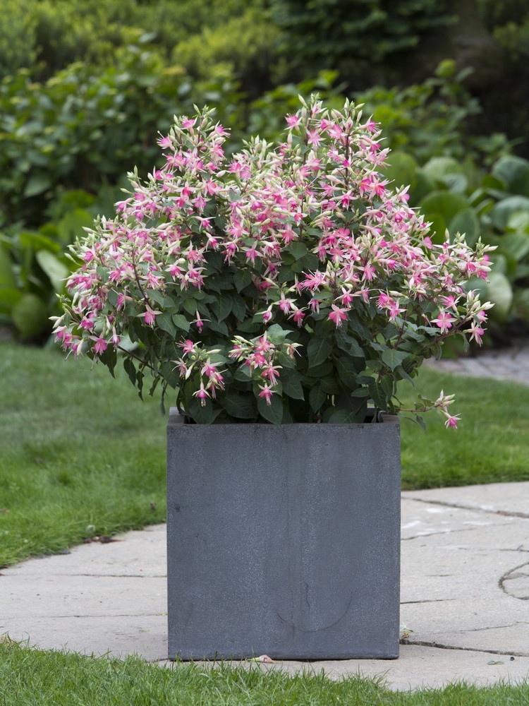 FUWAJU_0.jpg Fuchsia 'Walz Jubelteen' (Trajna fuksija) - slika 1