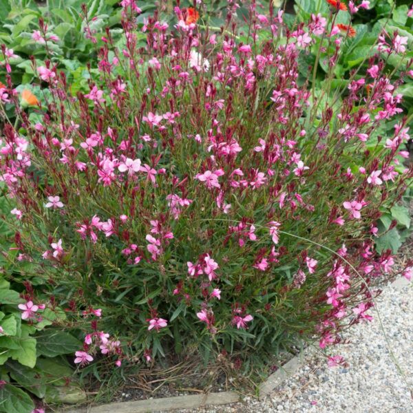 Gaura indheimeri (Gaura)