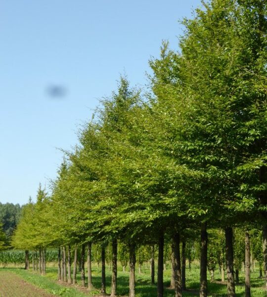 Fagus sylvatica 'Laciniata' (Deljenolistna bukev)