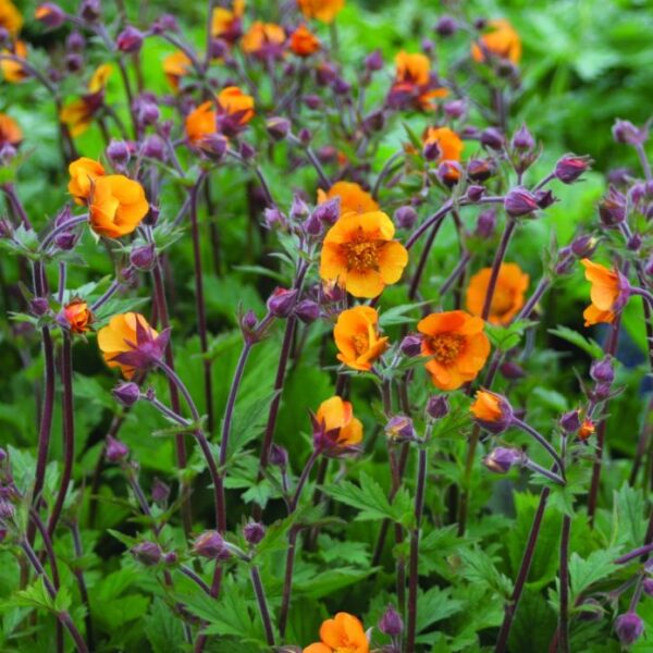 Geum 'Carlskaer' (Geum)