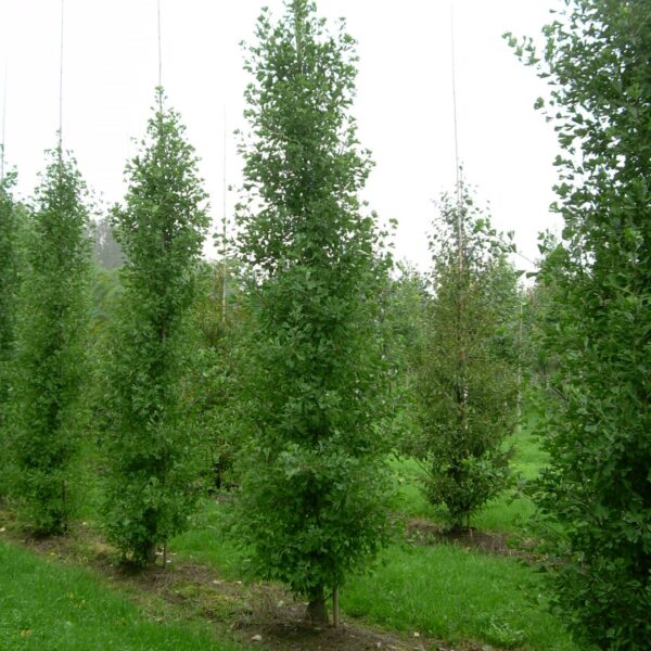 Ginkgo biloba 'Blagon' (Ginko)