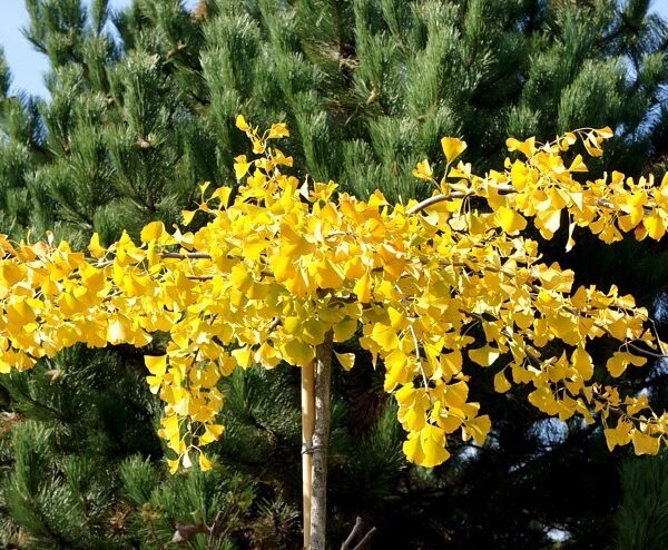 Ginkgo biloba 'Horizontalis' (Ginko)