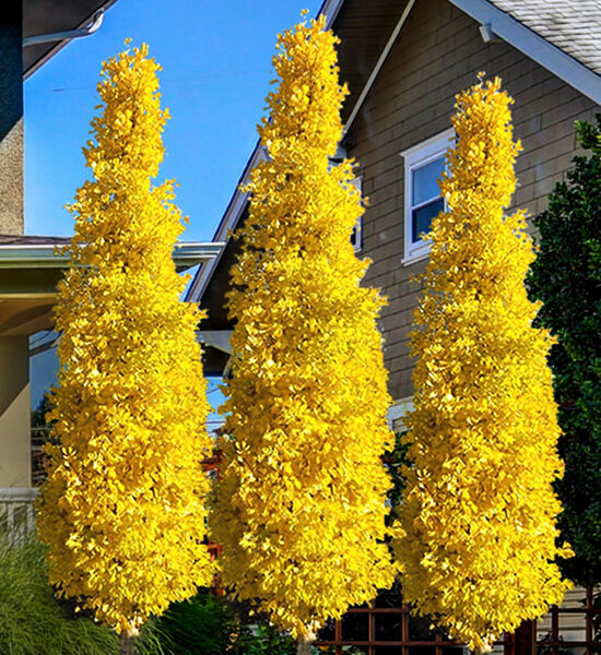 Ginkgo biloba 'Pyramidalis' (Ginko)