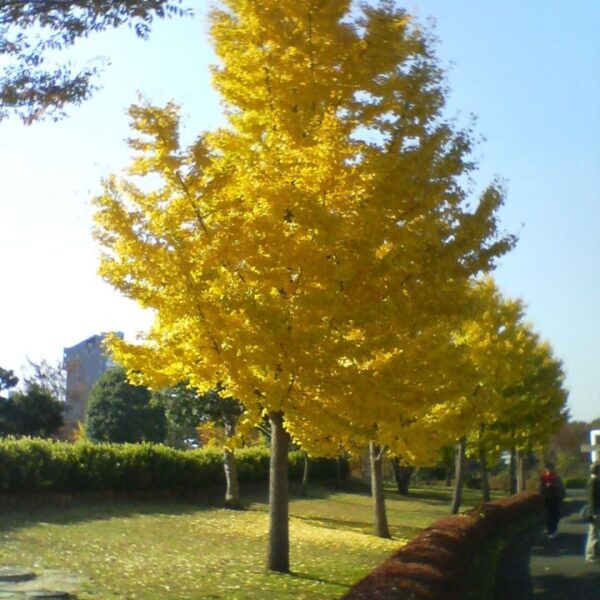 Ginkgo biloba 'Pyramidalis' (Ginko)