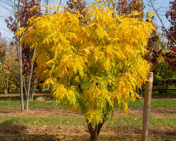 Gleditsia triacanthos `Elegantissima` (Trnata gledičevka/Gledičija)