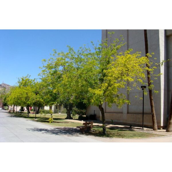 Gleditsia triacanthos `Moraine` (Trnata gledičevka/Gledičija)