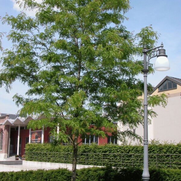 Gleditsia triacanthos 'Skyline' (Trnata gledičevka/Gledičija)