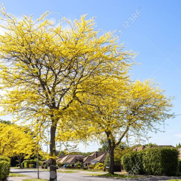 Gleditsia triacanthos 'Sunburst' (Trnata gledičevka/Gledičija)