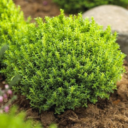 HEEMGE_M.jpg Hebe 'Emerald Gem' (Grmasti jetičnik) - slika 1