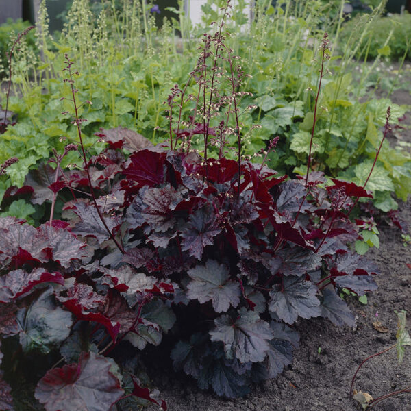 Heuchera americana `Palace Purple` (Ognjeni dež)