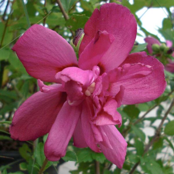 Hibiscus syriacus 'Waltrau' (Sirski oslez)