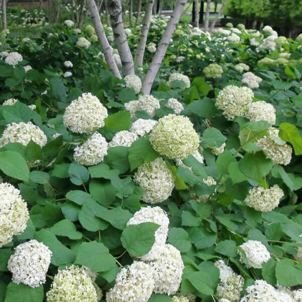 Hydrangea arborescens `Annabelle` (Velecvetna virginijska hortenzija)