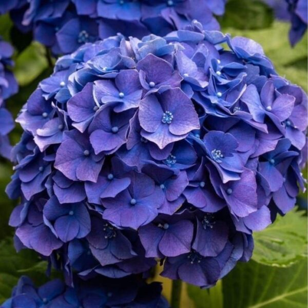 Hydrangea mac. 'Blue Ball' (Vrtna hortenzija)