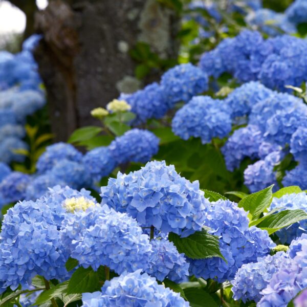 Hydrangea macrophylla 'Bodensee' (Hortenzija)