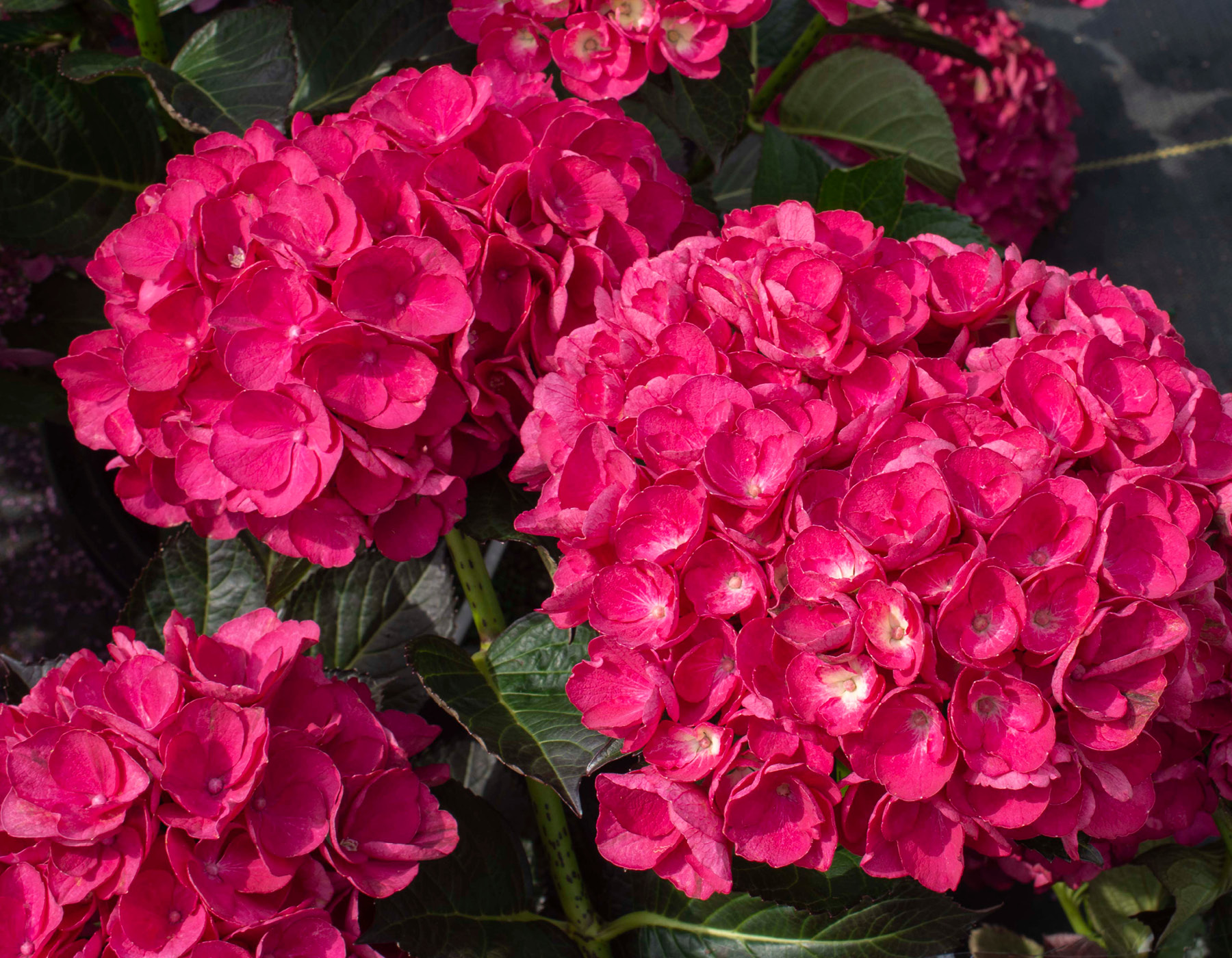 HYMADAPI_0.jpg Hydrangea mac. 'Dark Pink' (Vrtna hortenzija) - slika 1