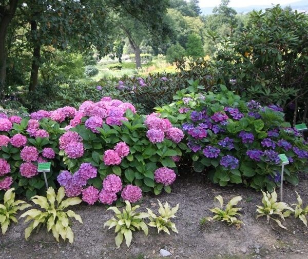 Hydrangea macrophylla 'Freundenstein' (Hortenzija)
