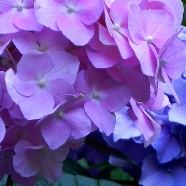 Hydrangea macrophylla 'Gertrud Glahn' (Hortenzija)