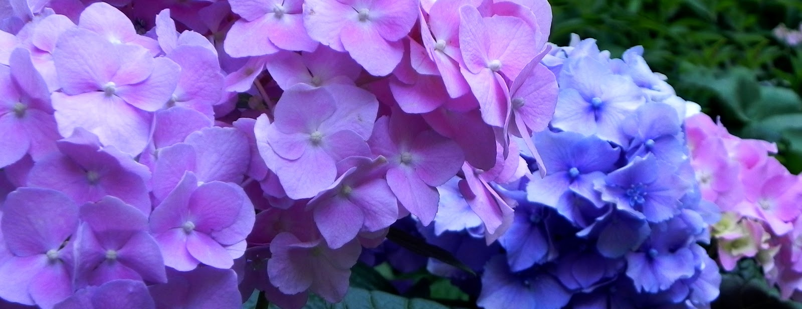 HYMAGEGL_1.jpg Hydrangea macrophylla 'Gertrud Glahn' (Hortenzija) - slika 1