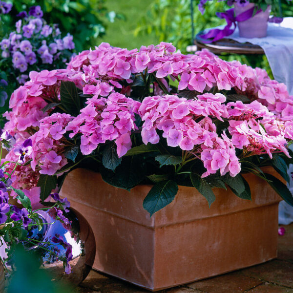 Hydrangea macrophylla 'Messalina' (Hortenzija)