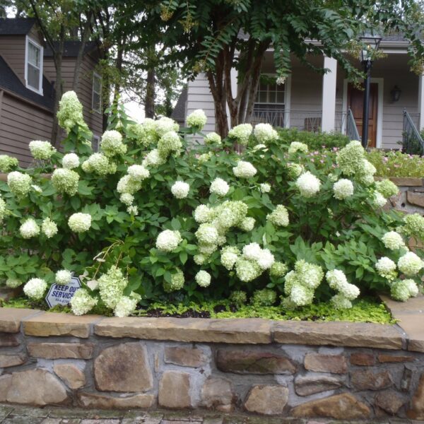 Hydrangea paniculata `Grandiflora` (Latasta hortenzija)