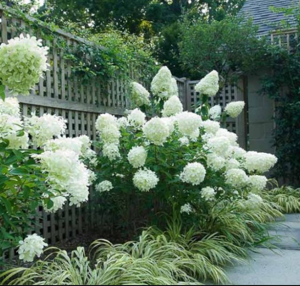 Hydrangea paniculata `Limelight` (Latasta hortenzija)