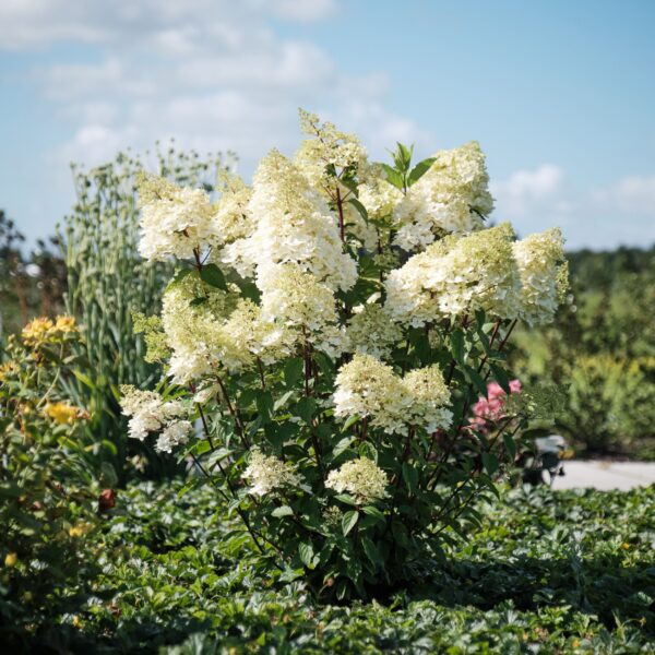 Hydrangea paniculata  'Magical Andes'  (Latasta hortenzija)