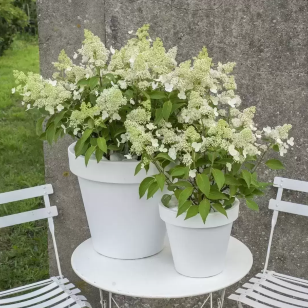 Hydrangea paniculata  'Magical Himalaya'  (Latasta hortenzija)