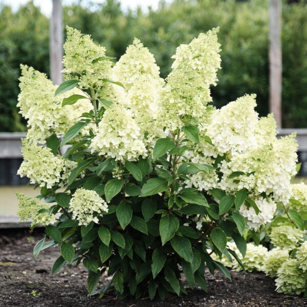 Hydrangea paniculata 'Magical Matterhorn'  (Latasta hortenzija)