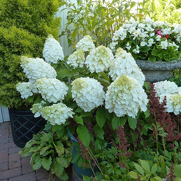 Hydrangea paniculata  'Magical Mont Blanc'  (Latasta hortenzija)