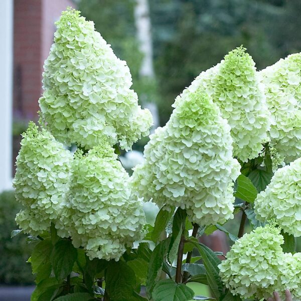 Hydrangea paniculata `Magical Moonlight` (Latasta hortenzija)