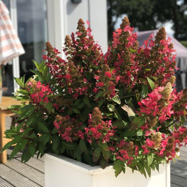 Hydrangea paniculata  'Magical Vesuvio'  (Latasta hortenzija)