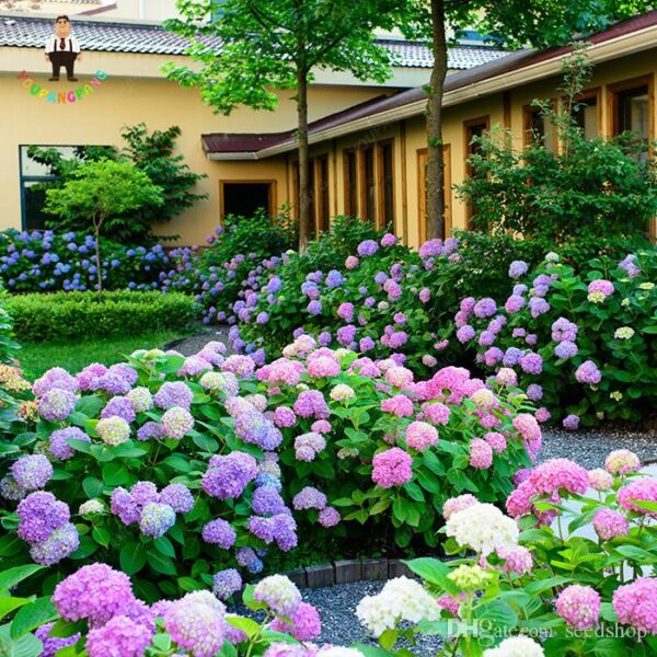 Hydrangea macrophylla Mix (Hortenzija)