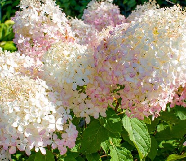 Hydrangea paniculata 'Phantom' (Latasta hortenzija)