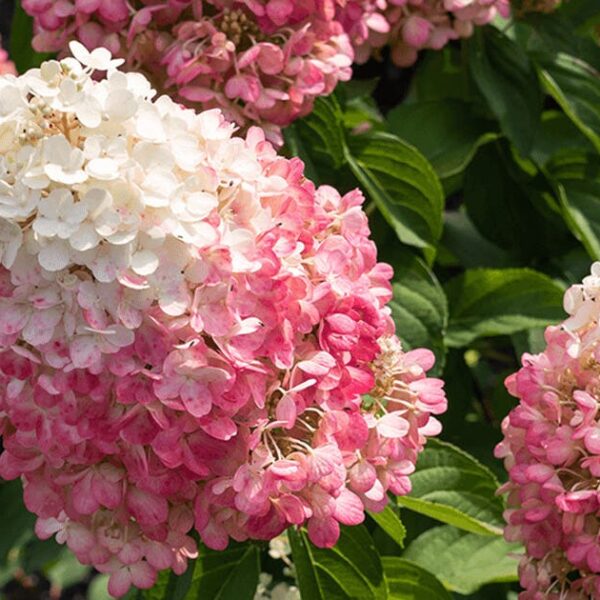 Hydrangea paniculata 'Pinky Promise' (Latasta hortenzija)