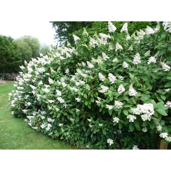 Hydrangea paniculata `Tardiva` (Latasta hortenzija)
