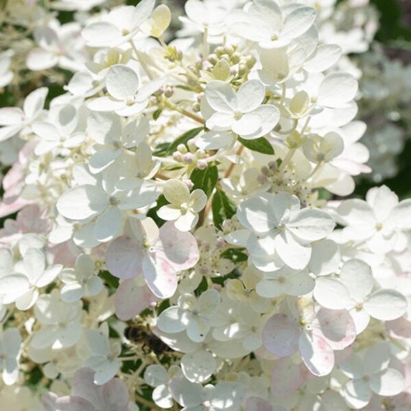 Hydrangea paniculata 'Touch of Pink' (Latasta hortenzija)