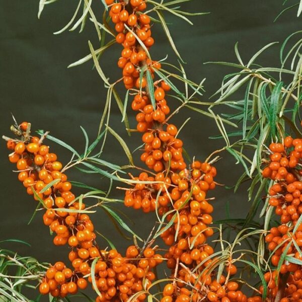 Hippophae rhamnoides `Frugana` (Rakitovec)