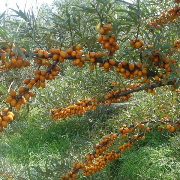 Hippophae rhamnoides `Hergo` (Rakitovec)