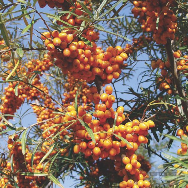 Hippophae rhamnoides `Leikora` (Rakitovec)