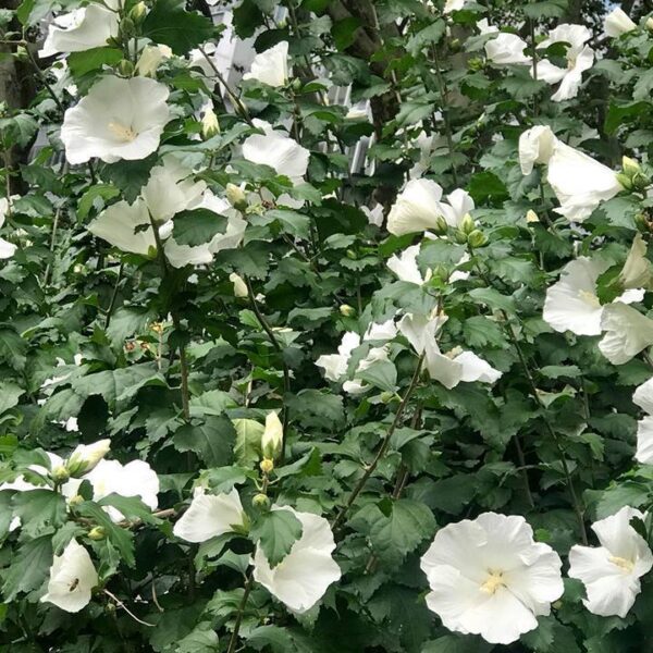 Hibiscus syriacus 'Diana' (Sirski oslez)