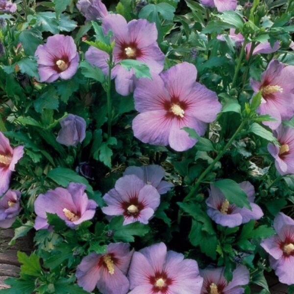 Hibiscus syriacus 'Minerva' (Sirski oslez)